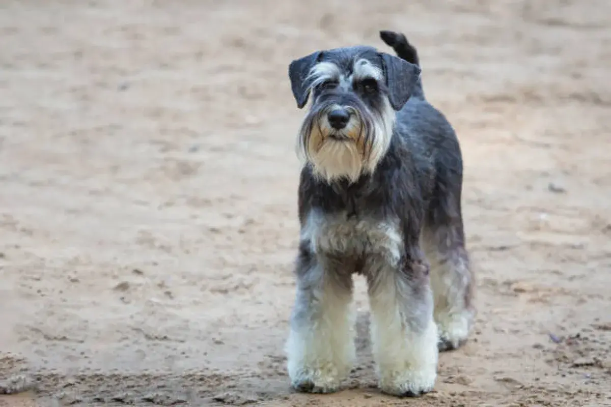 Miniature Schnauzer standing alert outdoors