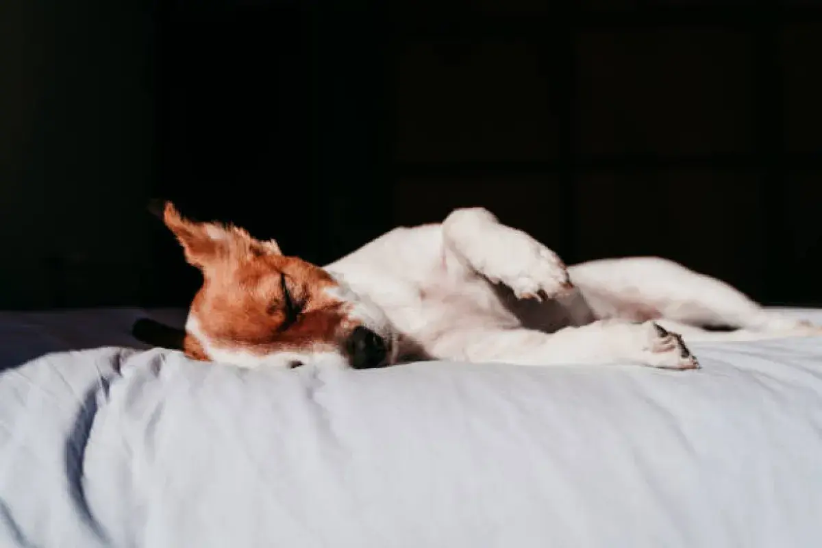 Sleeping dog with relaxed posture on soft bed