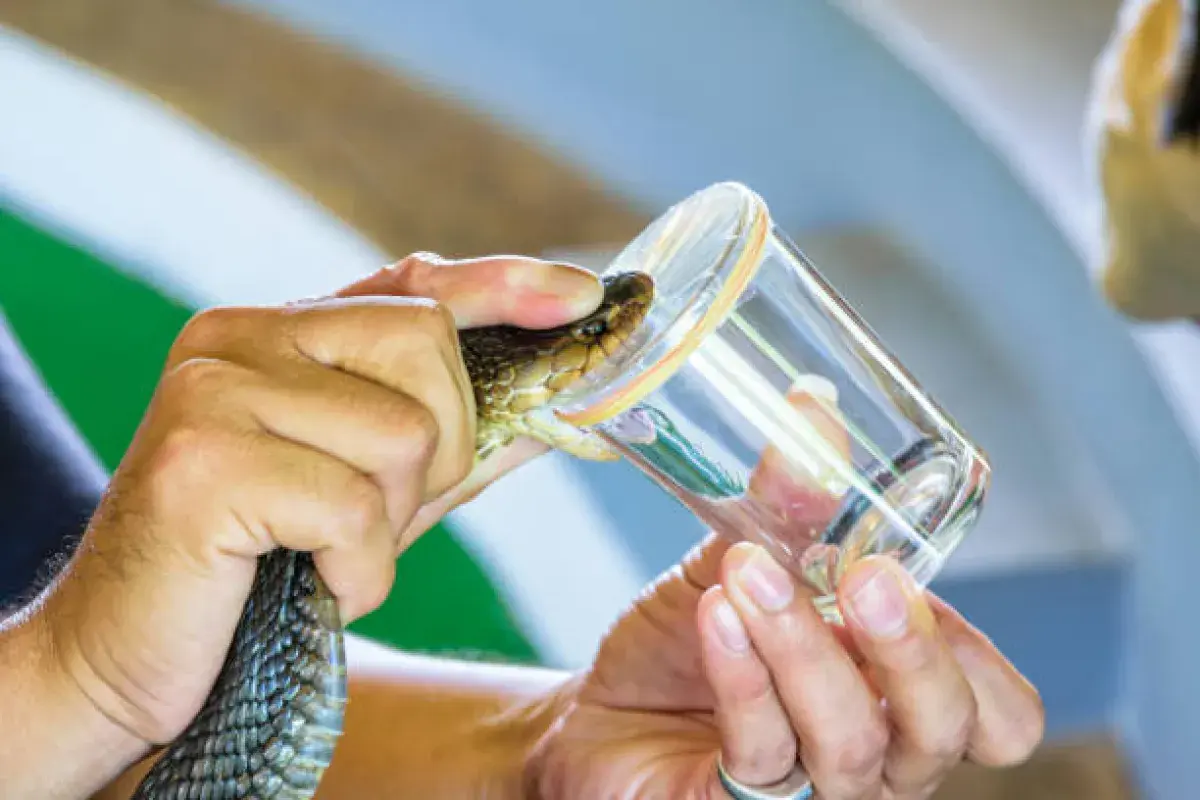 Venom extraction from a snake in a controlled lab