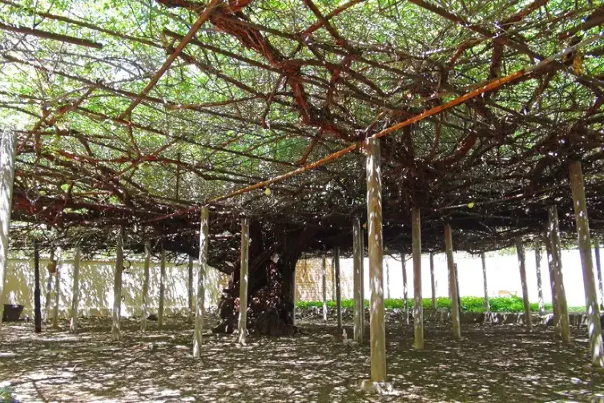 Largest rose bush covering thousands of square feet
