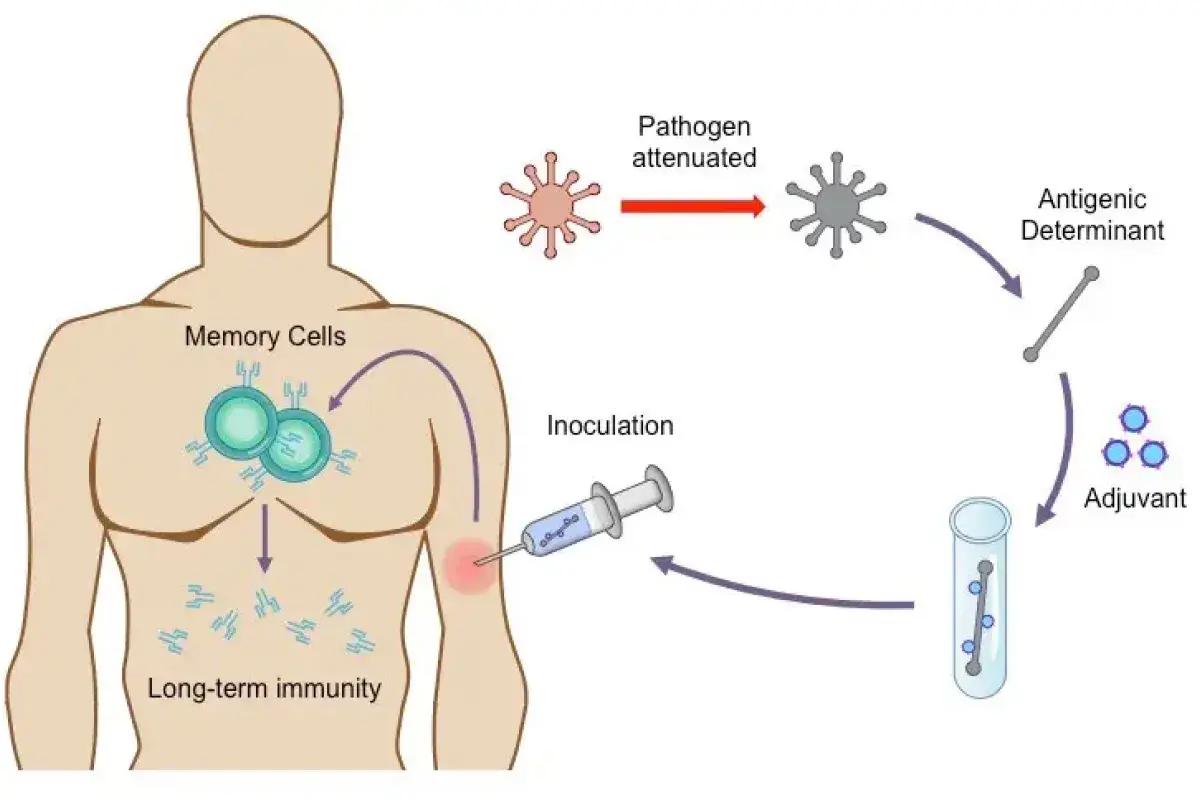 Illustration of immune system response after vaccination