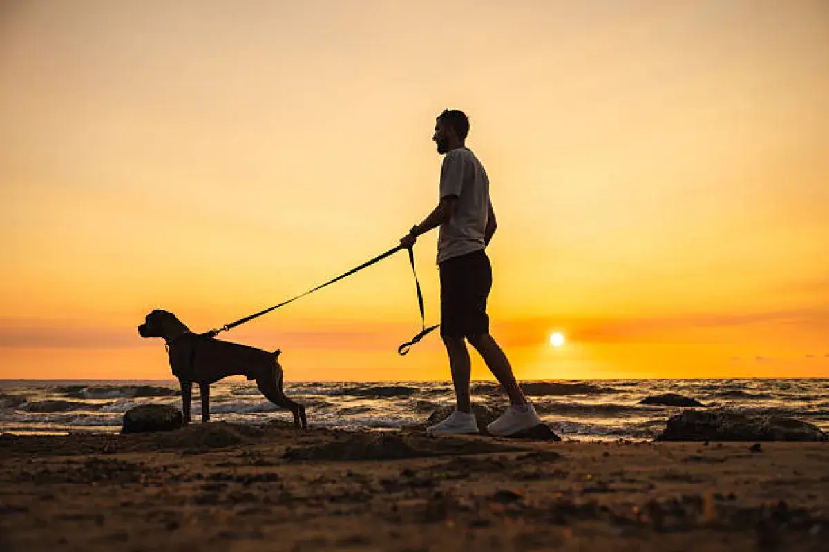 Dog and owner walking together at sunset