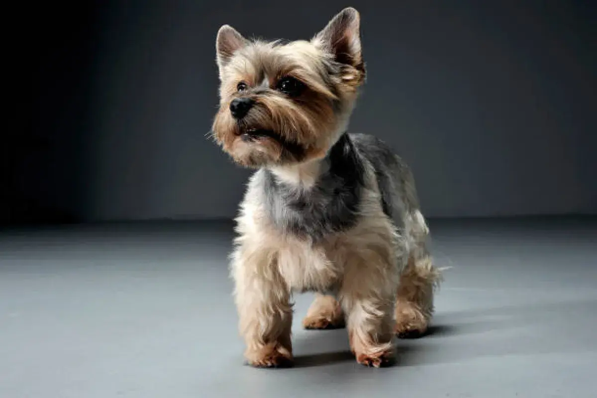Yorkshire Terrier standing proudly indoors
