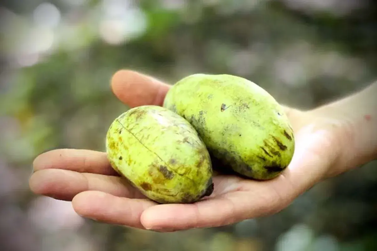 America’s largest native fruit pawpaw held for size comparison