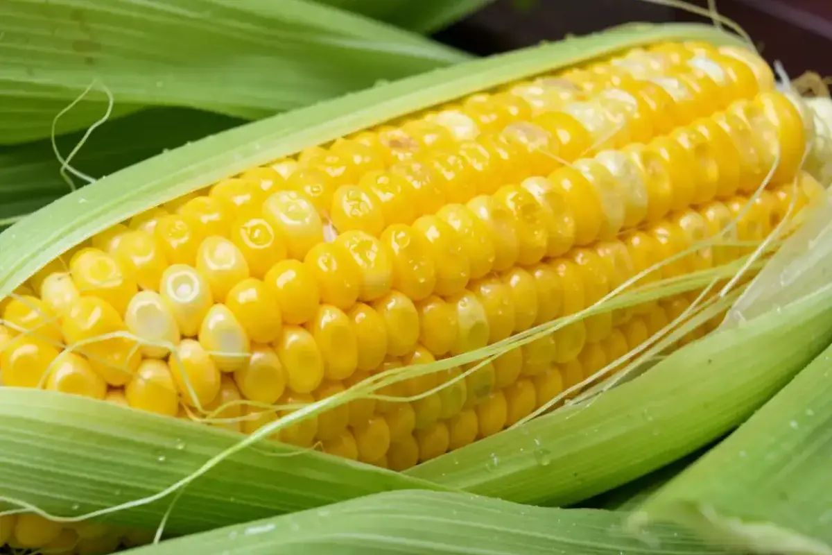Yellow corn containing lutein and zeaxanthin for retinal protection