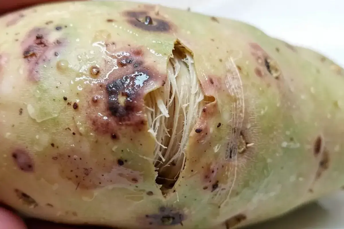Bruised vegetable surface showing damage