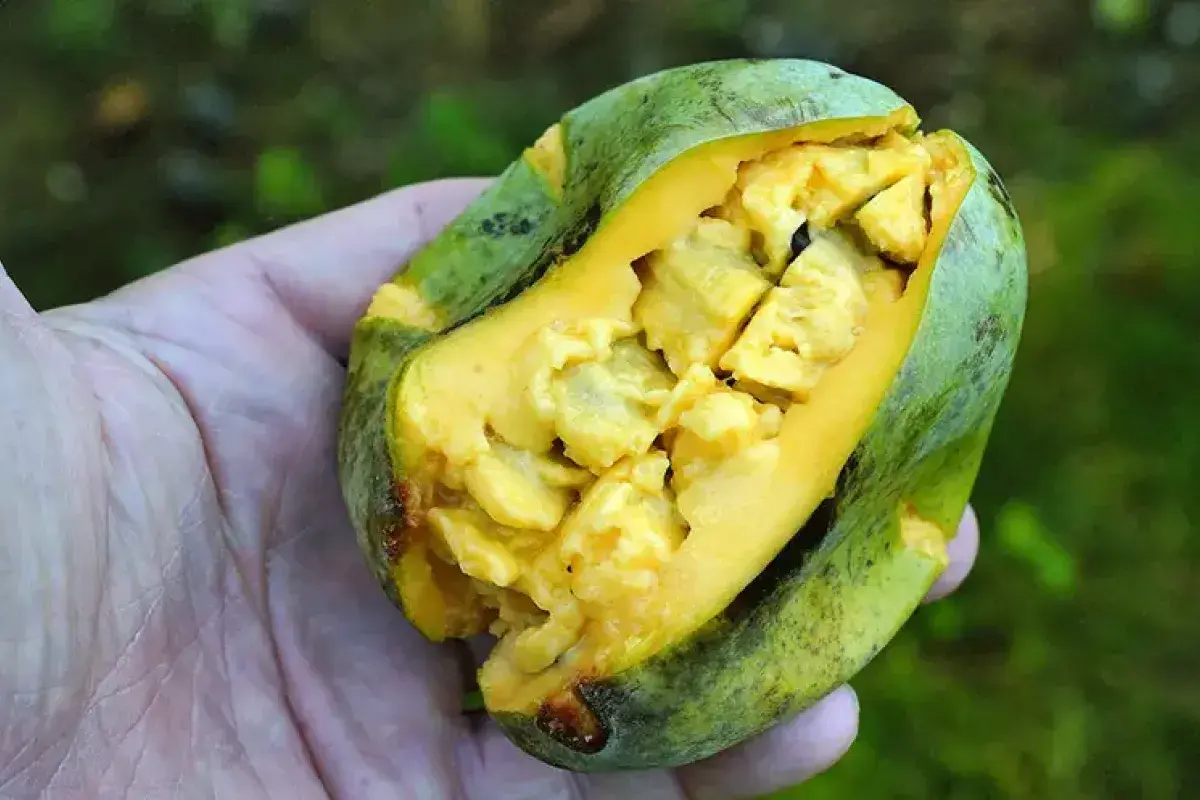 Creamy pawpaw fruit interior with custard like texture