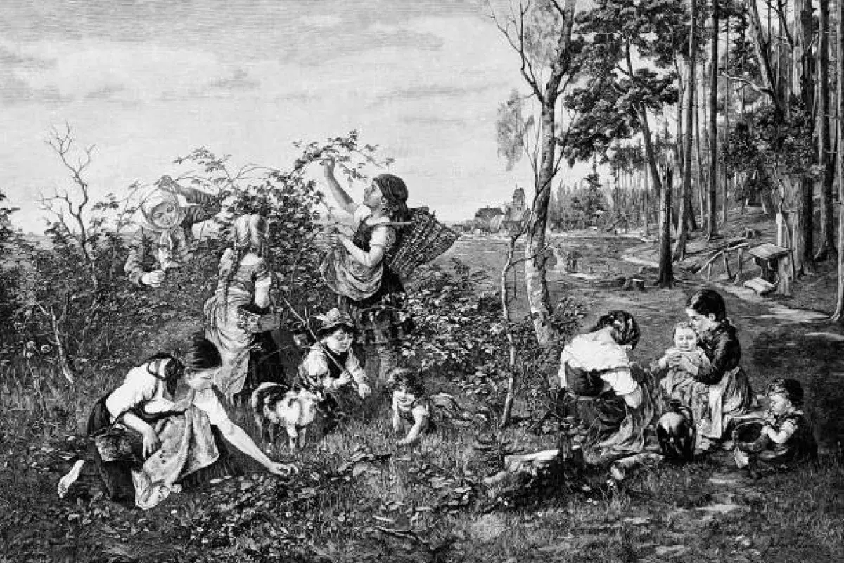 Early American settlers foraging pawpaw fruit in woodland
