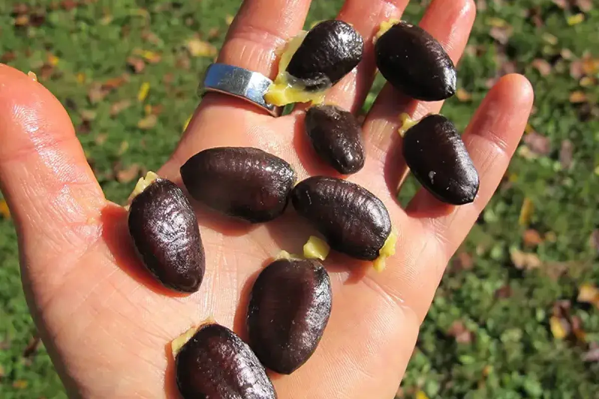 Large inedible pawpaw seeds removed from fruit