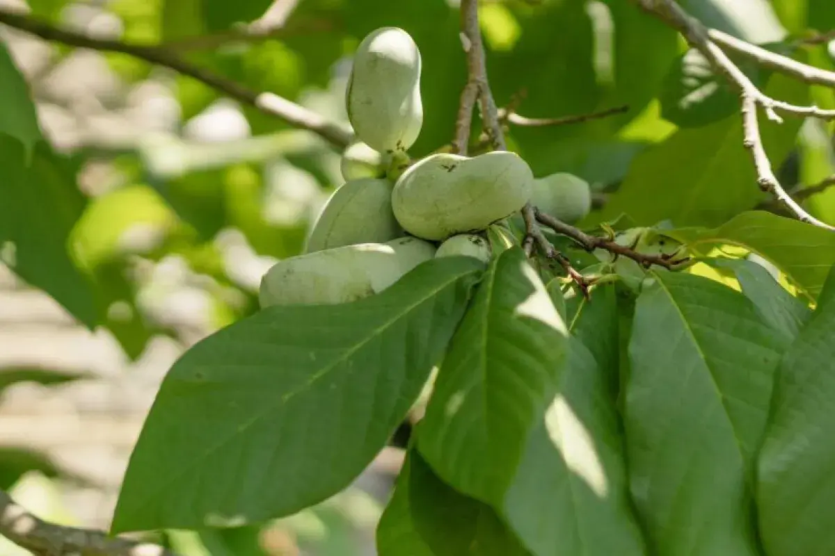 Pawpaw tree bearing fruit in natural habitat