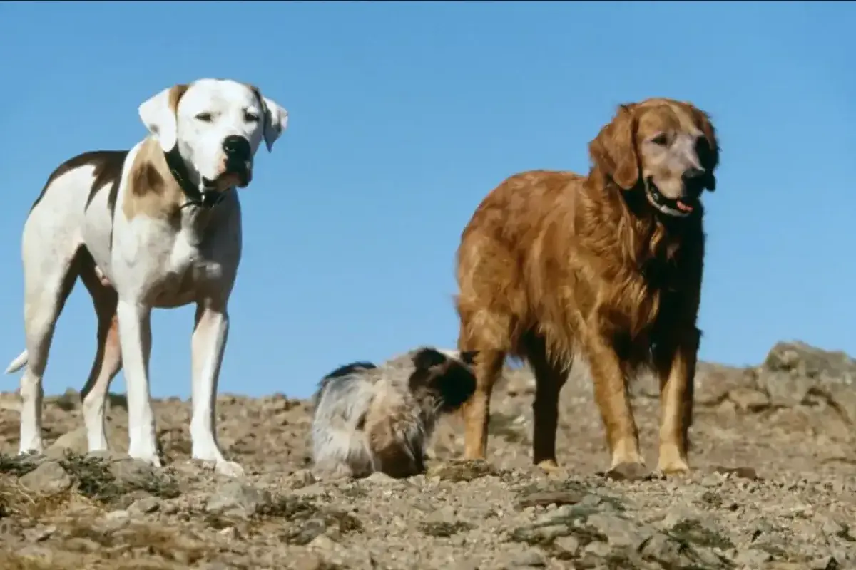 Shadow Chance and Sassy in Homeward Bound