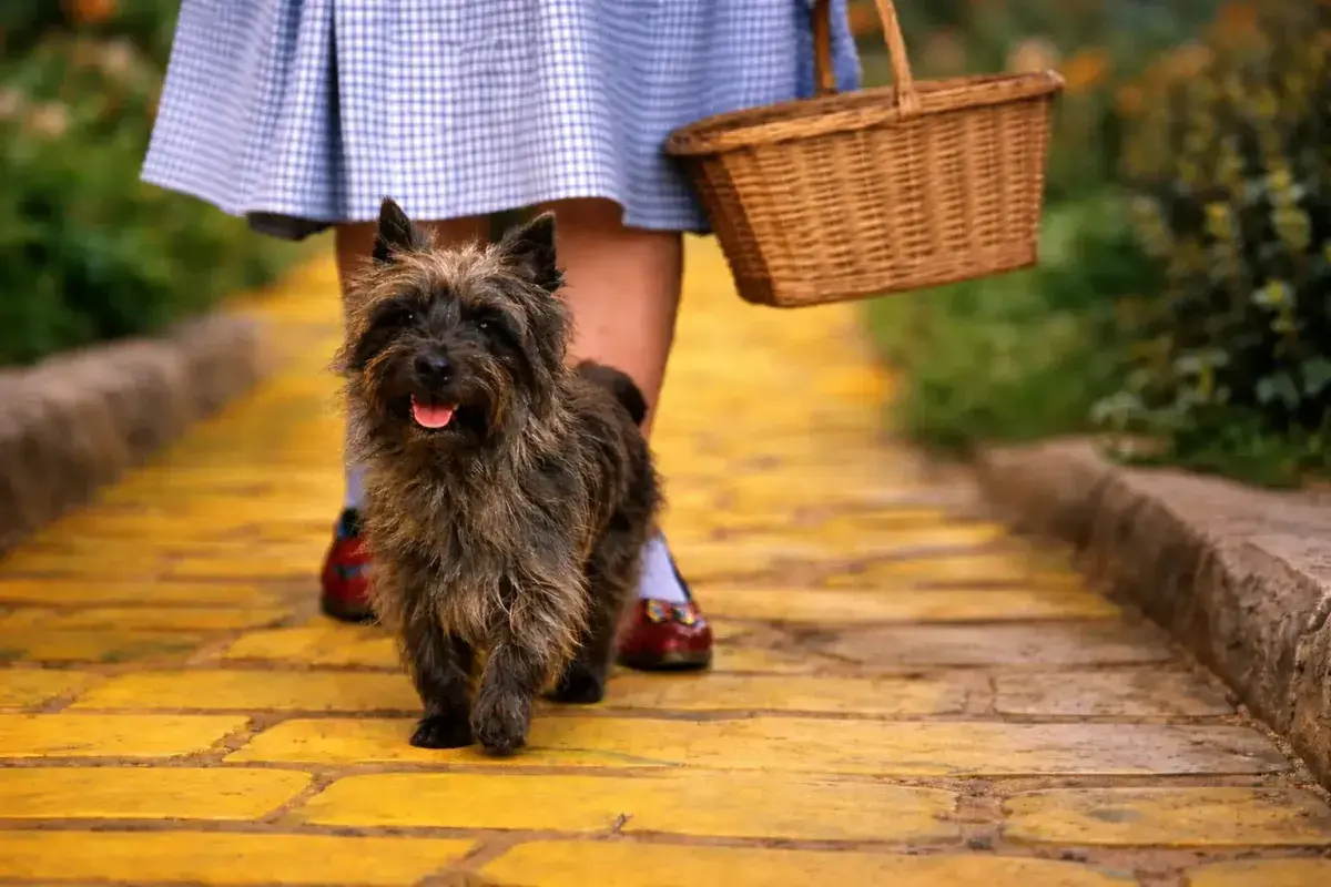 Toto in The Wizard of Oz walking beside Dorothy