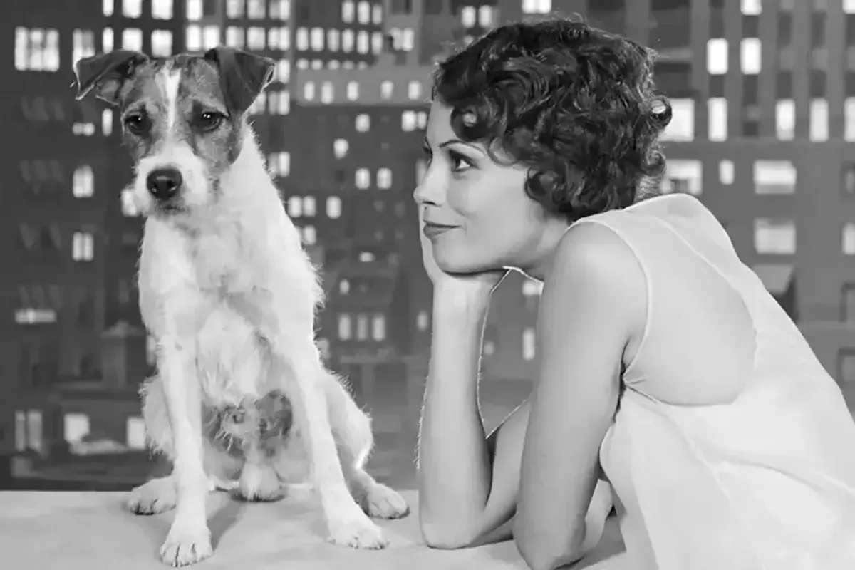 Uggie performing in The Artist