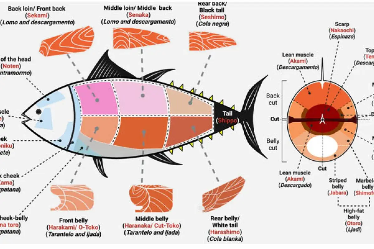 Whole tuna anatomy showing traditional Japanese cuts