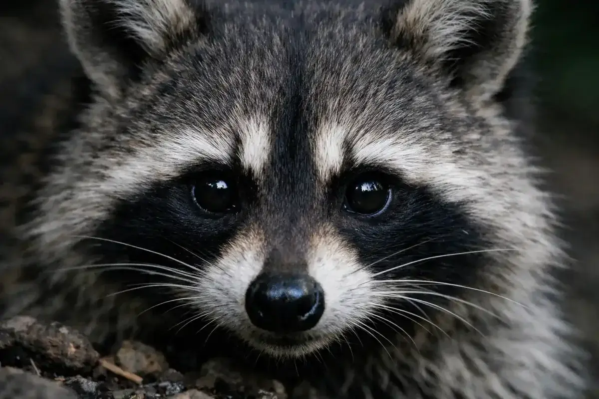 Raccoon face showing distinctive dark eye mask in detail