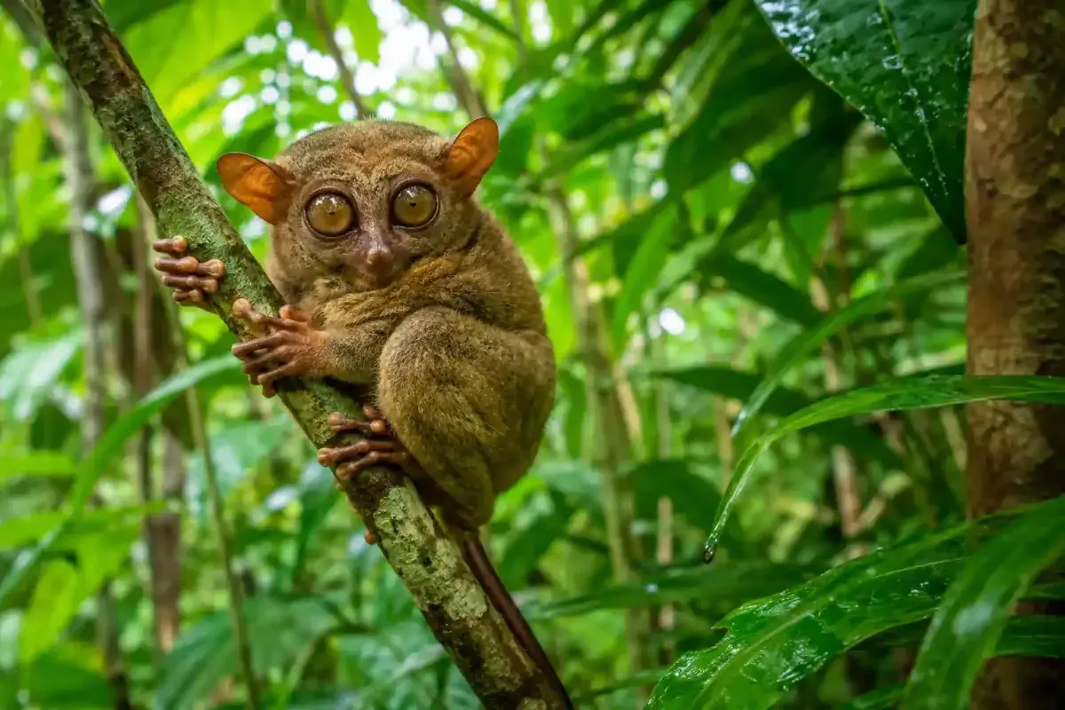 Tarsier living in Southeast Asian rainforest environment