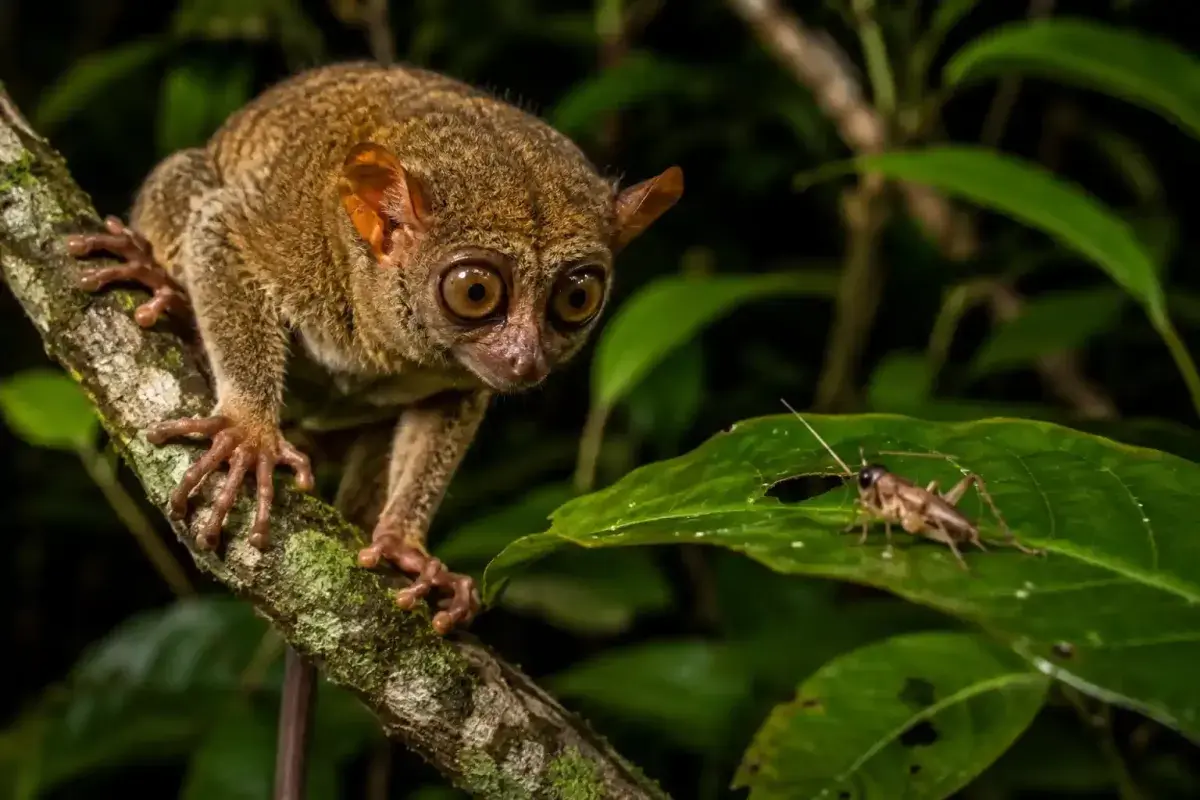 Skilled nocturnal tarsier preparing to hunt