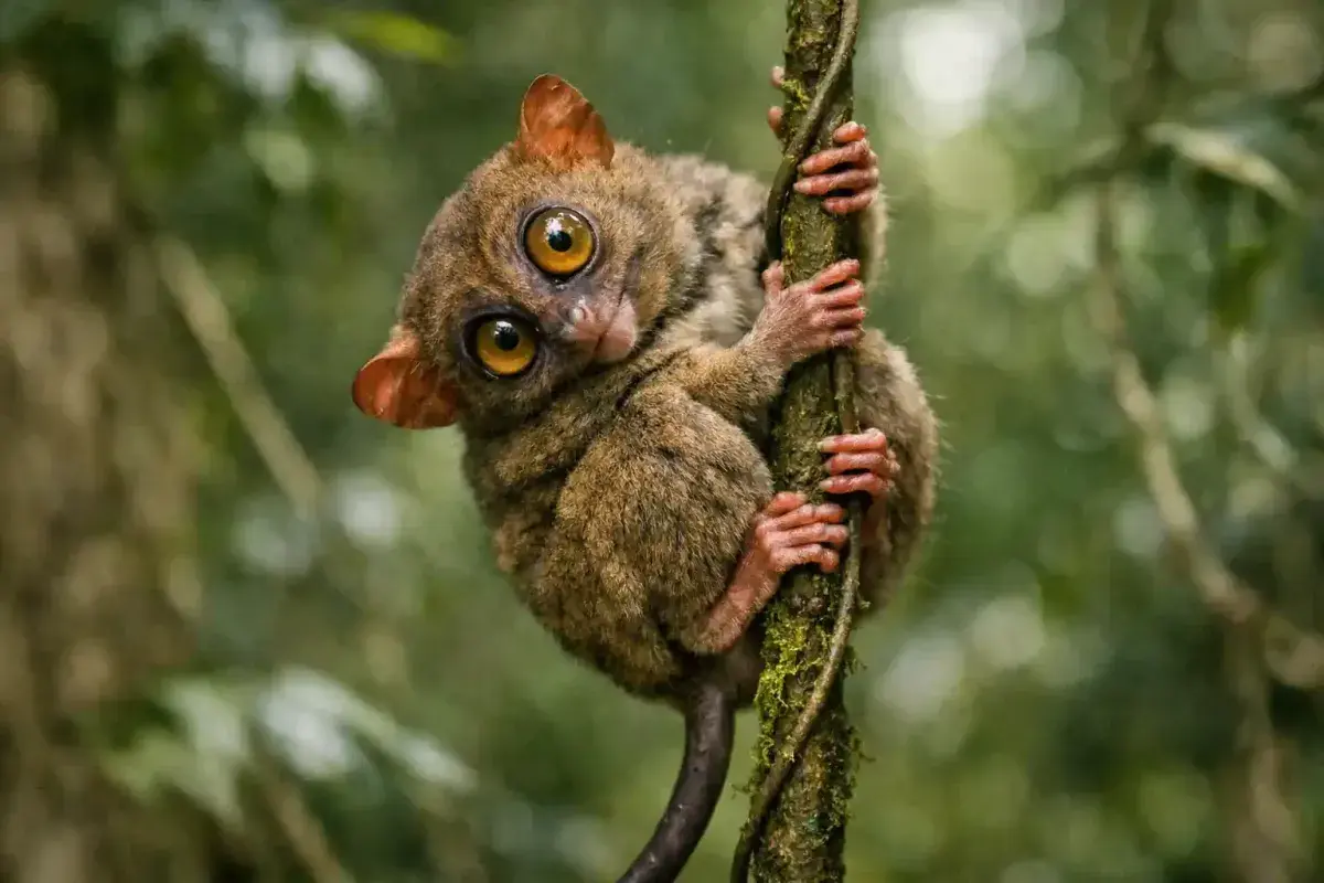 Tarsier rotating its head like an owl