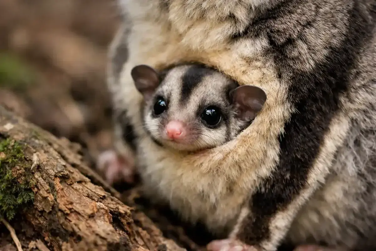 Young Sugar Glider Joey