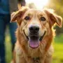 Happy dog and owner sharing a close bond outdoors