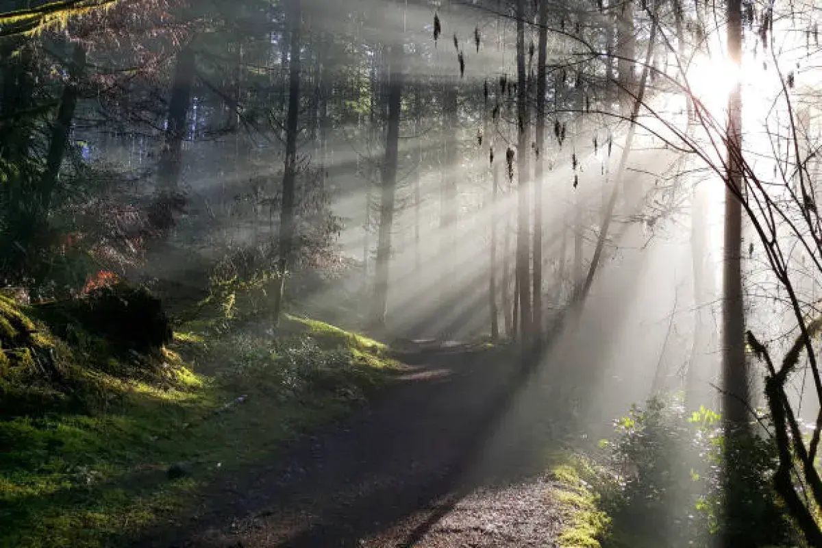 Sunlight piercing fog, symbolizing clarity and hope