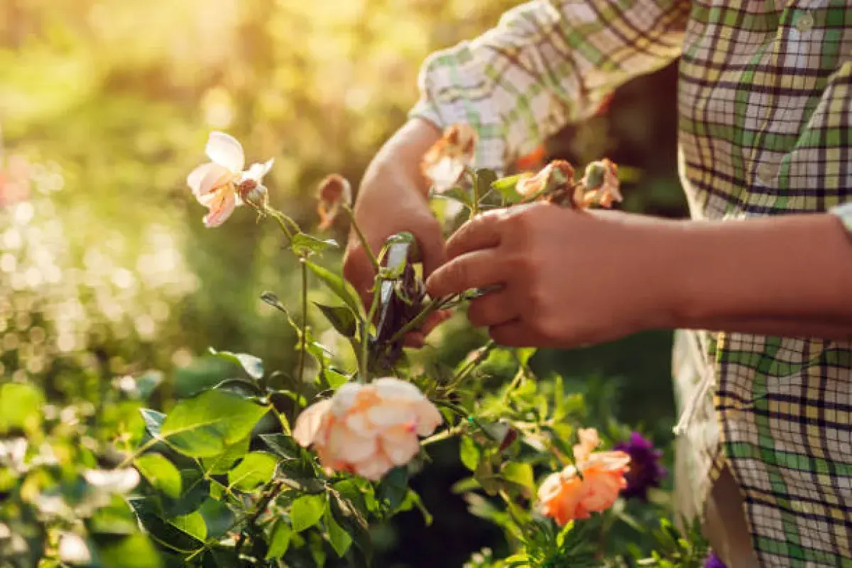 Gardener's hands pruning roses in soft golden sunlight.
