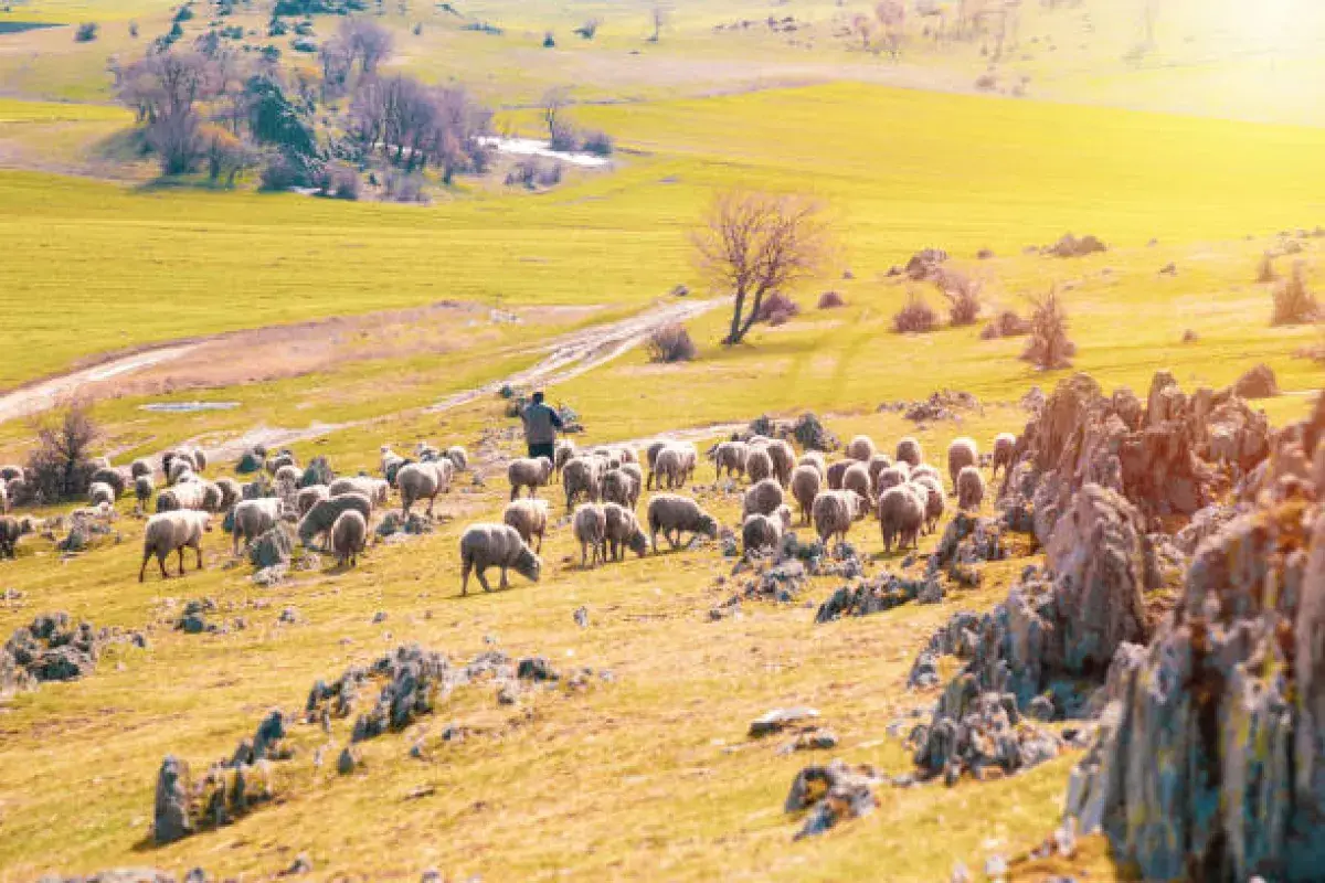 Shepherd guiding flock representing God’s partnership in carrying burdens