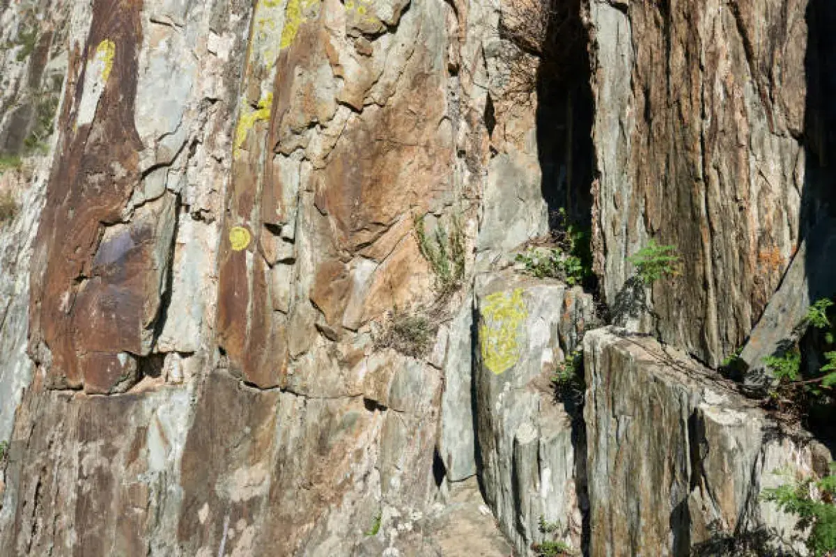A strong tree growing through stone, symbolizing resilience and the power to thrive under pressure.