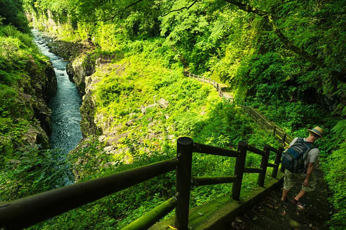  A calm stream winding through a dense forest, representing quiet reflection