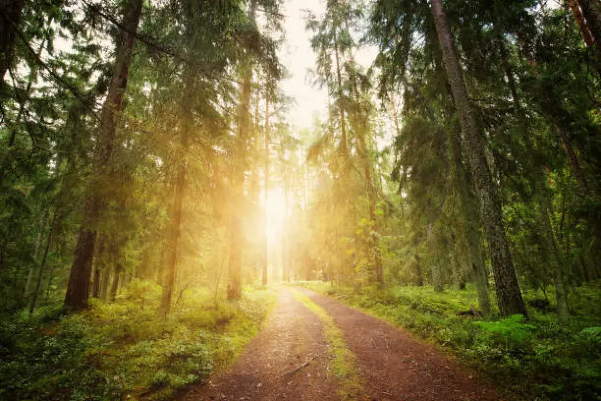 Sunlit forest path representing spiritual journey and divine nearness