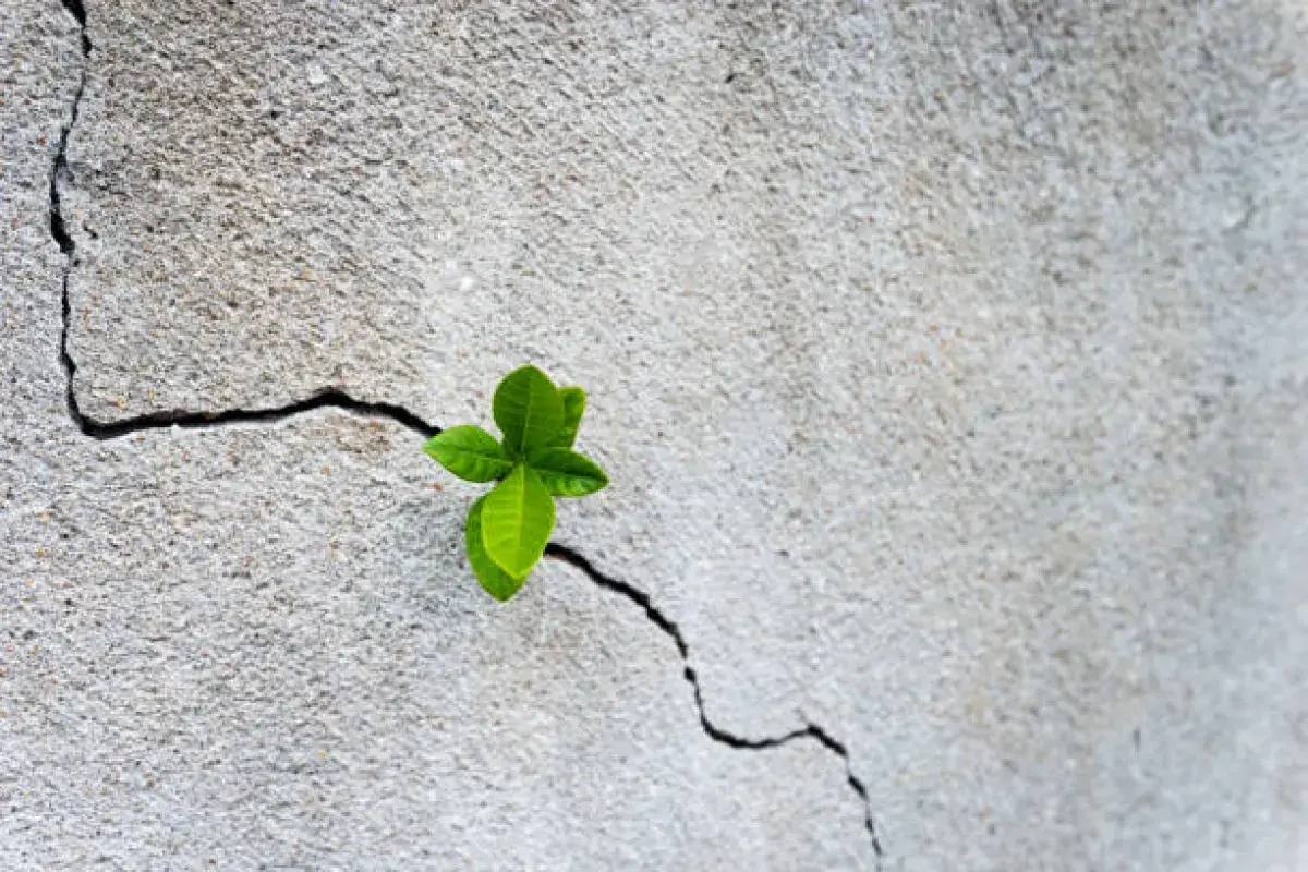 Seedling emerging from concrete representing growth and persistence