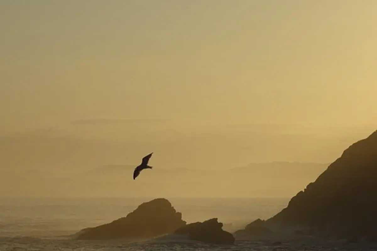 soaring 