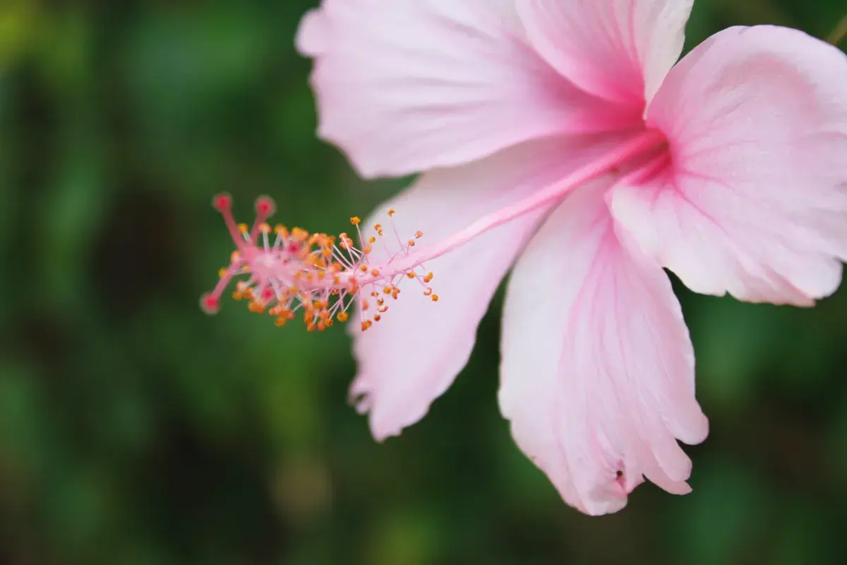 gumamela flower