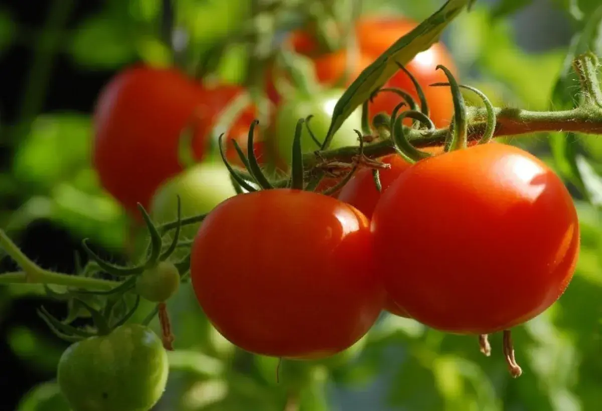 Tomatoes