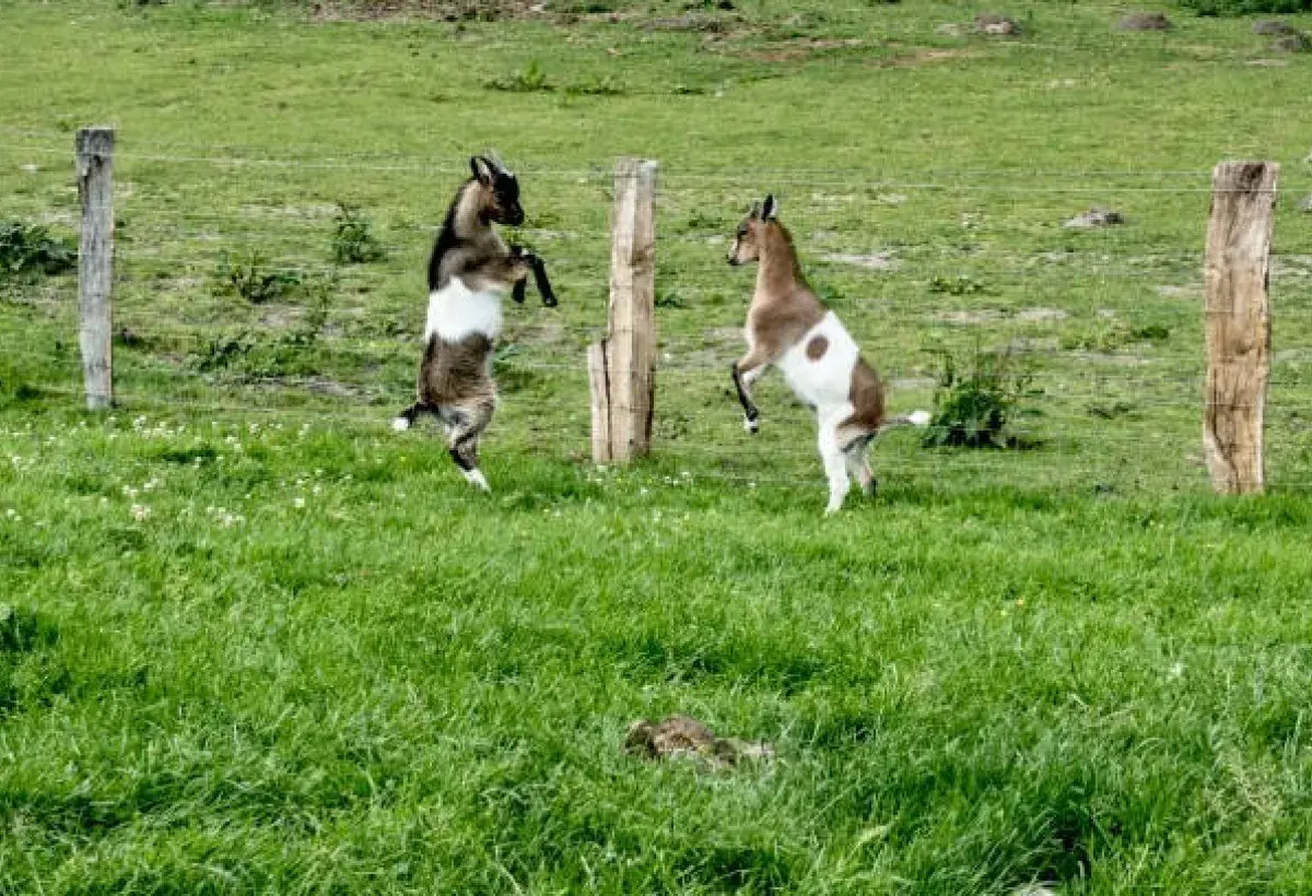 Coffee Was Discovered by Dancing Goats