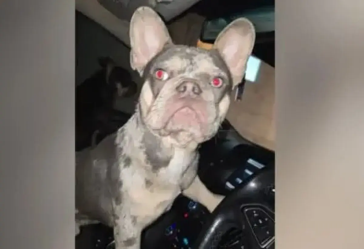 Pet dog accidentally locks owner out of van