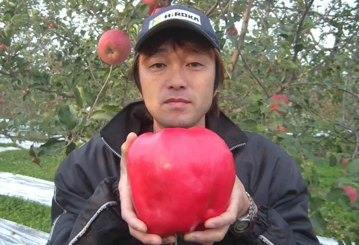 Giant Record Breaking Apple on Display