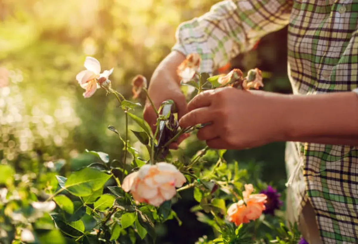 Gardener's hands pruning roses in soft golden sunlight.