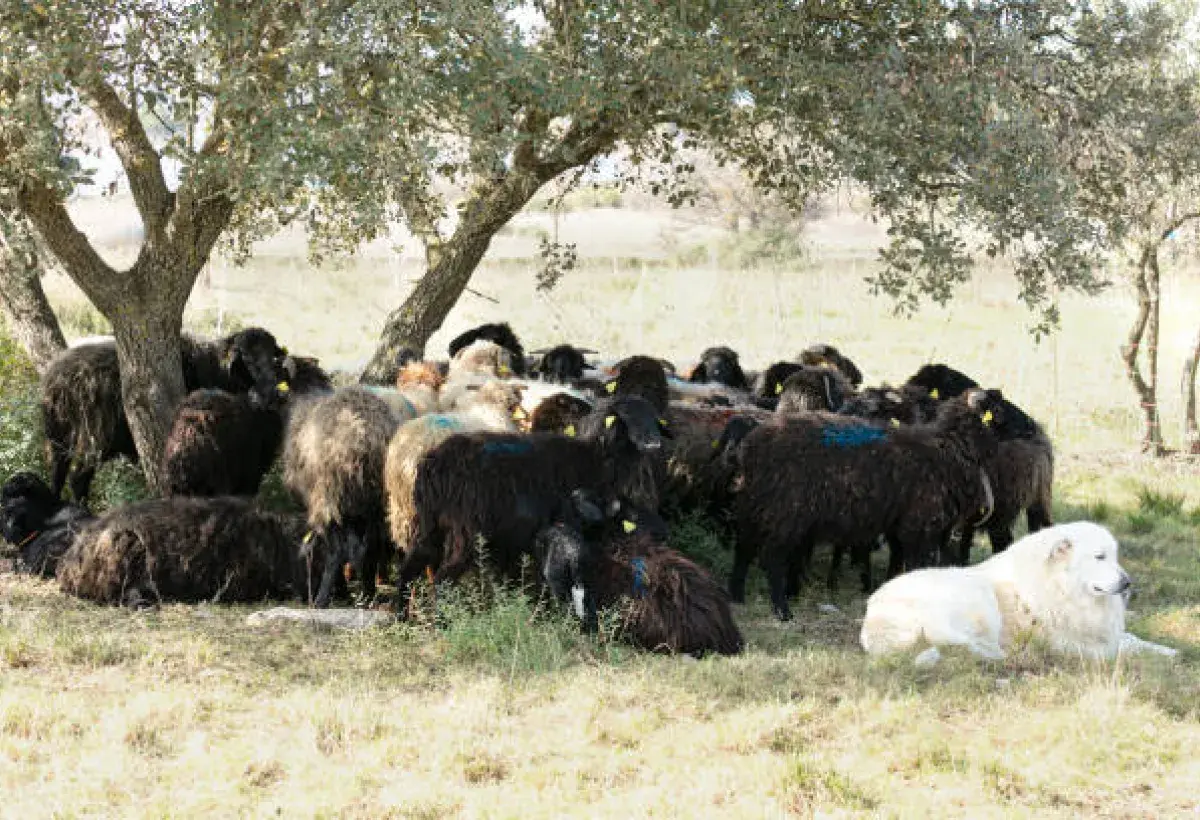 Sardinian shepherds taking a midday rest with sheep in background