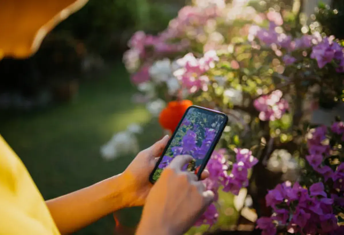 Capturing Photos with Budget Smartphone