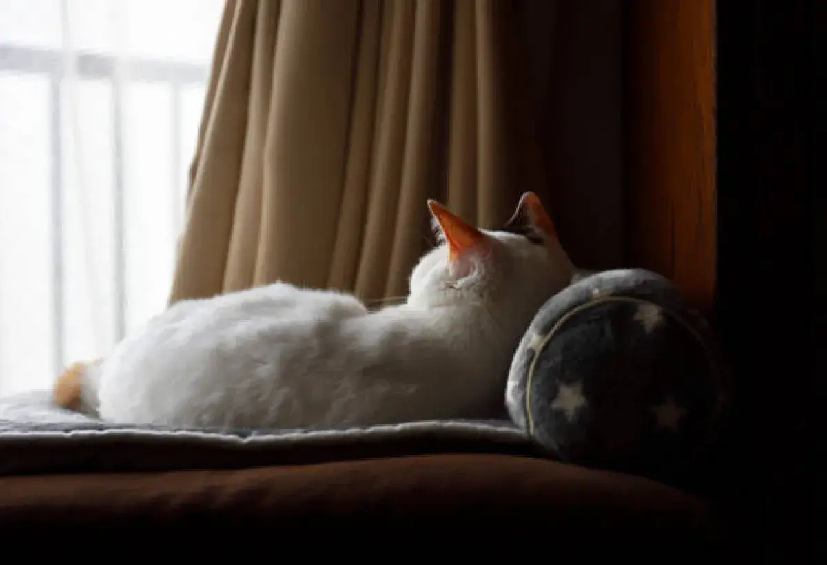 A cat resting peacefully symbolizing mystery and magic