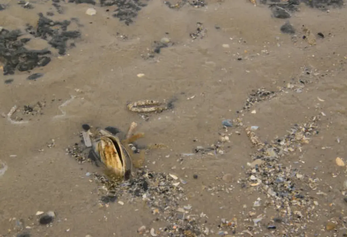 A little neck clam burying itself for protection in coastal sand