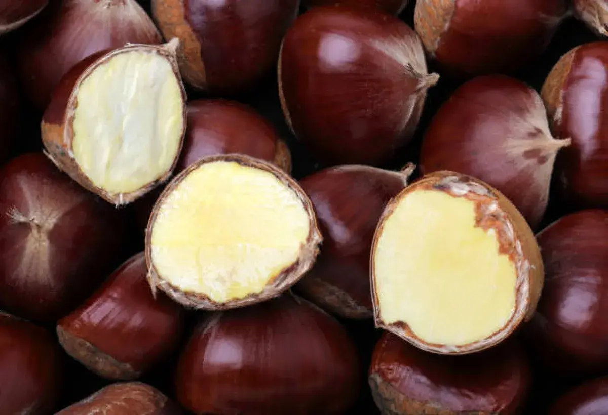Chestnut Cross Section Rich in Vitamin C
