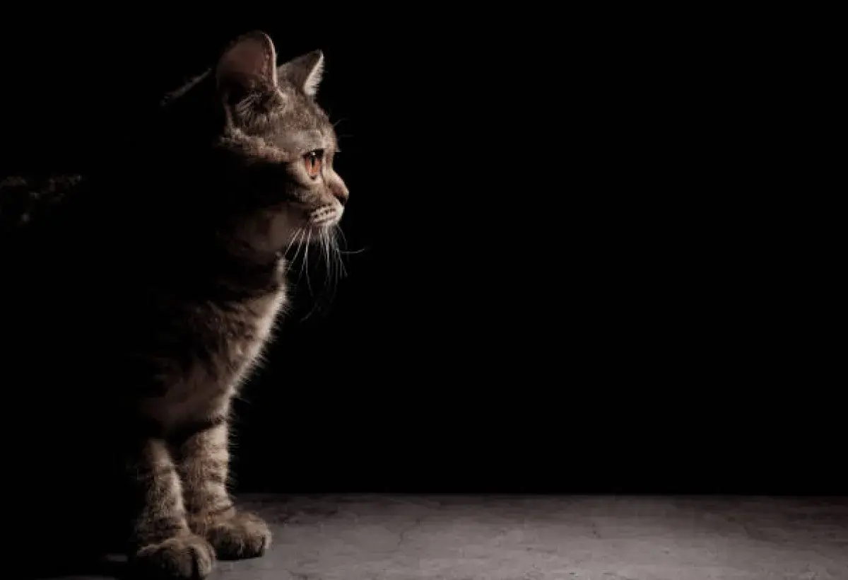 A cat gazing at an empty corner as if sensing a spirit