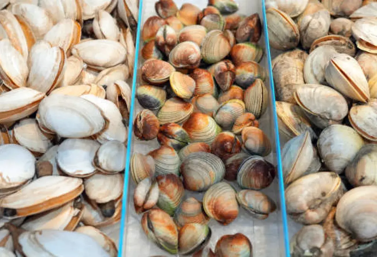  Different clam sizes showing little neck, cherrystone, and chowder varieties