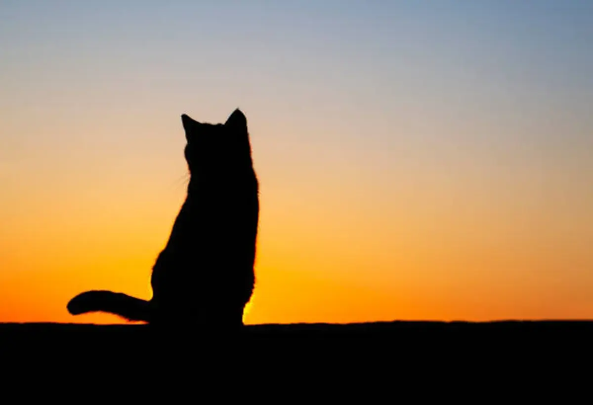 A cat symbolizing reincarnation and eternal connection