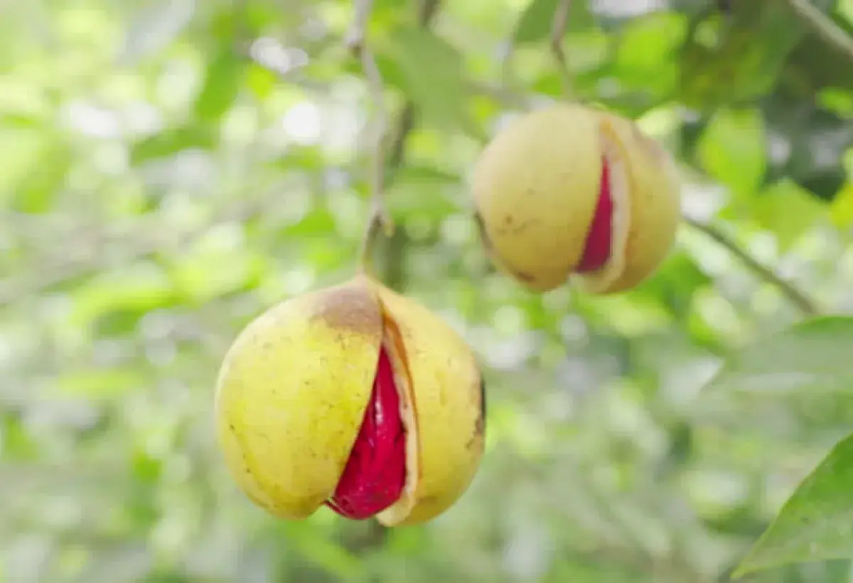 Myristica Fragrans Tree with Fruits