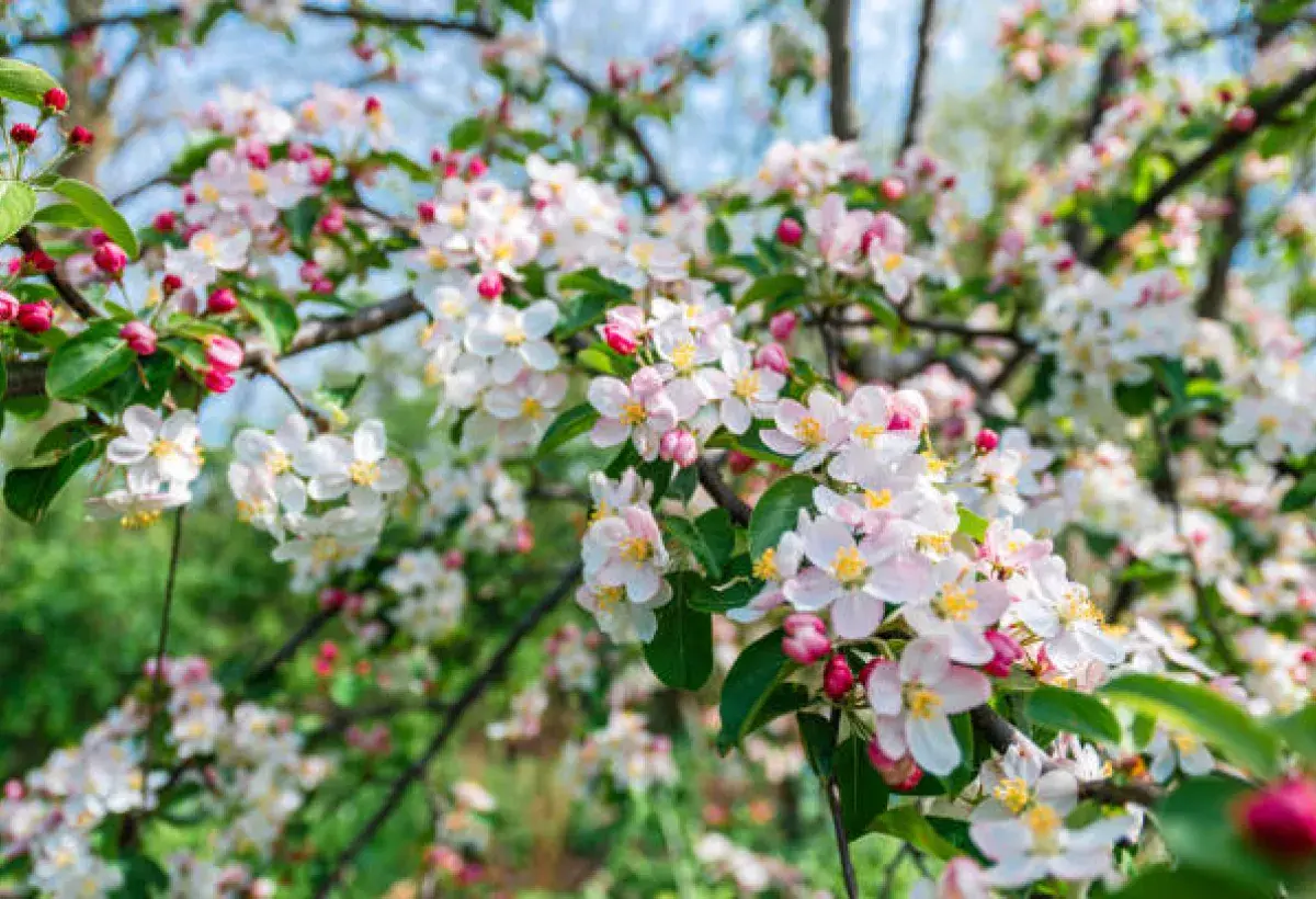White and Pink Apple Blossom in Spring