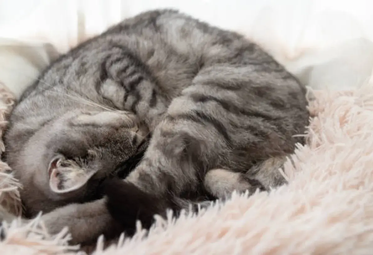 A cat purring peacefully, demonstrating healing energy