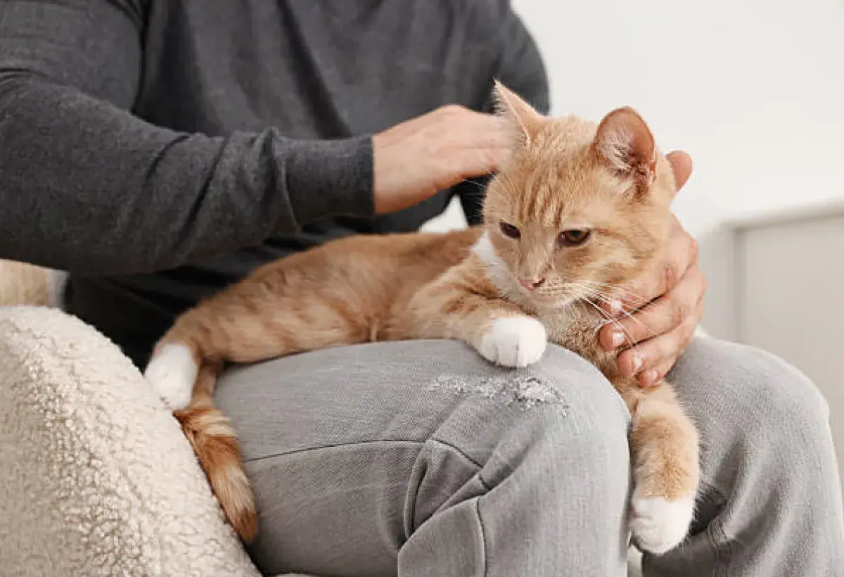 A cat offering comfort to a person, sensing emotions